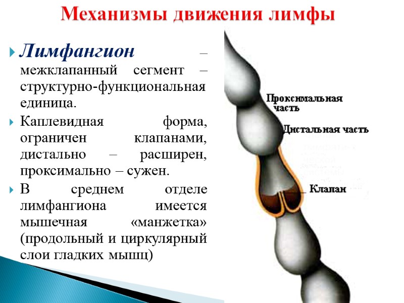 Механизмы движения лимфы Лимфангион – межклапанный сегмент – структурно-функциональная единица. Каплевидная форма, ограничен клапанами,